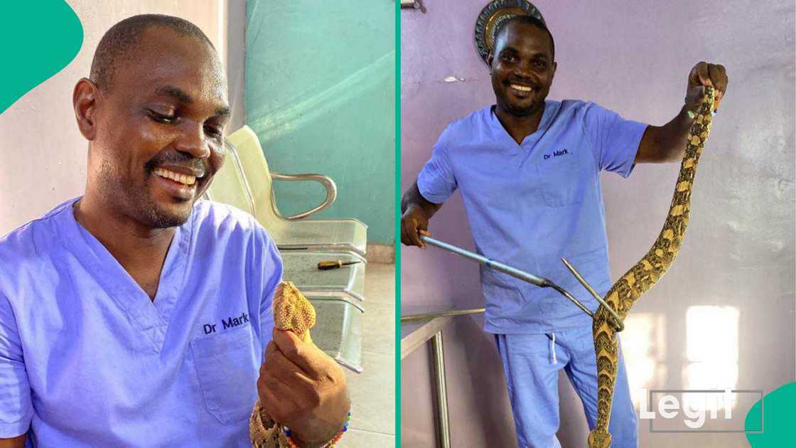 Snake expert shares 7 important ways one could keep snakes away from entering the house and compound