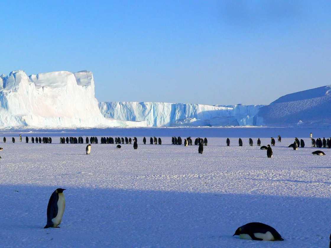 antarctica facts for kids