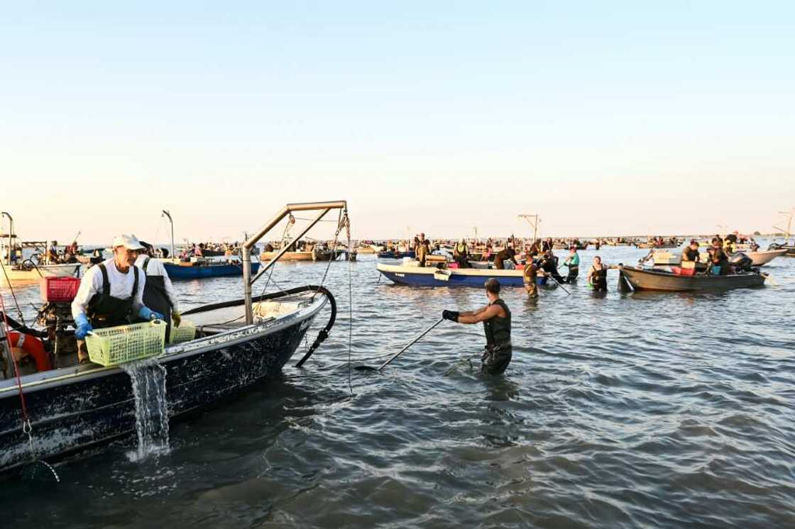 The blue crab risks putting Italian clam and mussel farmers out of business