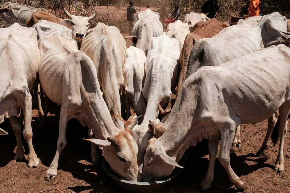 A fifth consecutive failed rainy season is expected in the Horn of Africa A fifth consecutive failed rainy season is expected in the Horn of Africa