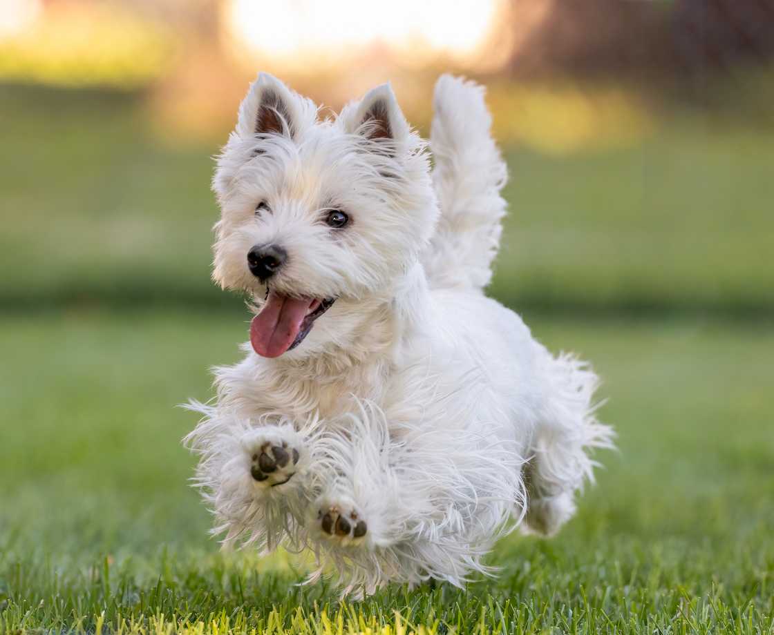 West Highland Terrier playing