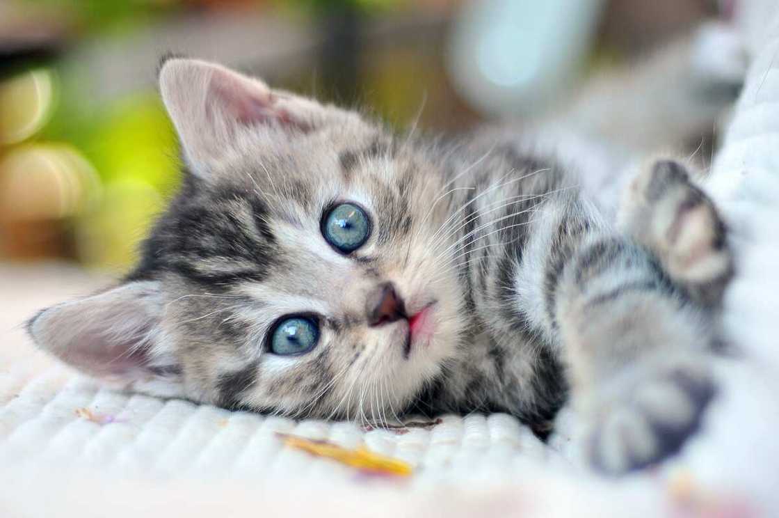 comment savoir l'age d'un chat comment savoir l'age d'un chat