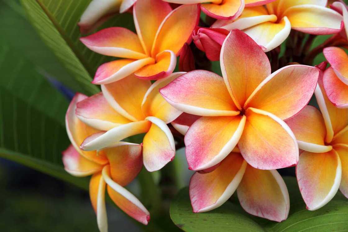 Plumeria flowers with different shades