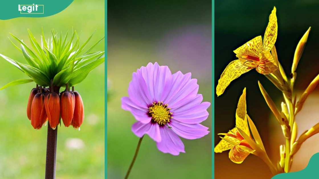 Crown imperial (L), cosmos (C), and canna lily (R) Crown imperial (L), cosmos (C), and canna lily (R)