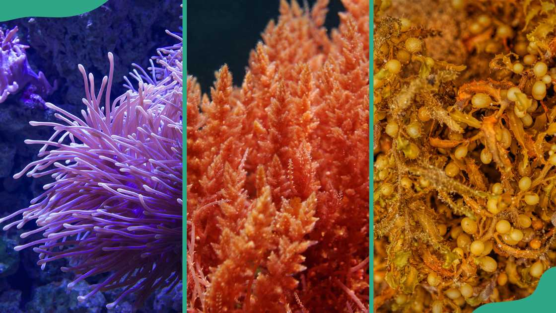 Purple coral (L), Red algae (C) and Sargassum (R)