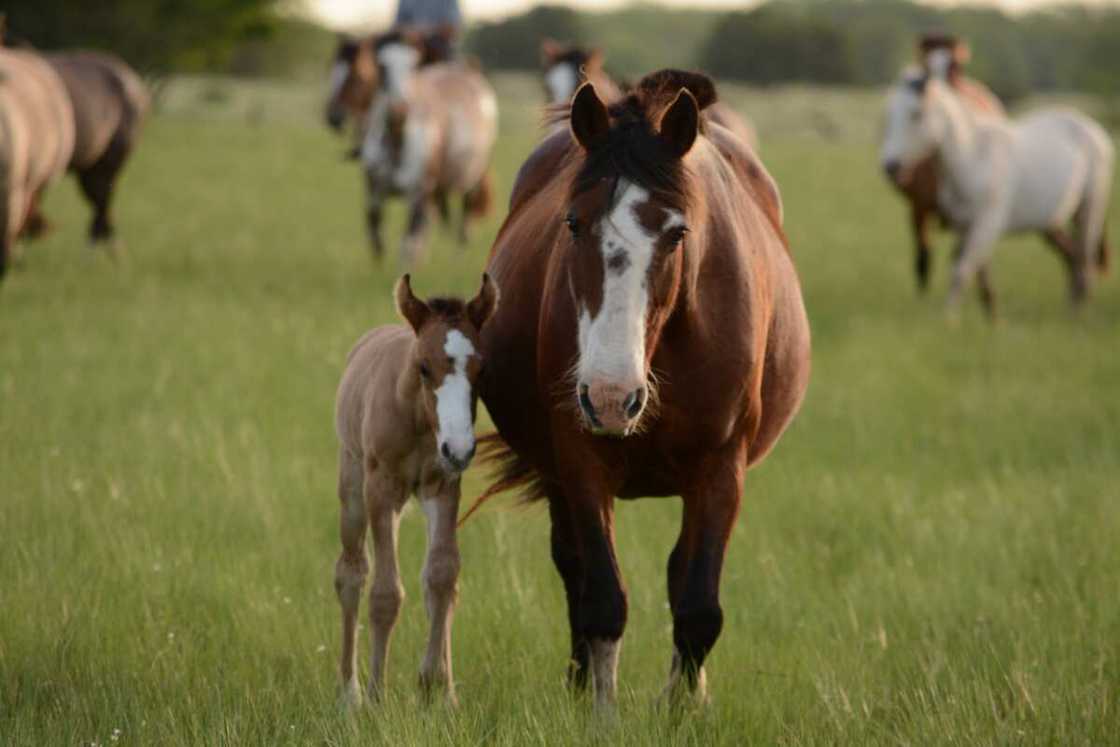 Animals and their young ones (with pictures)