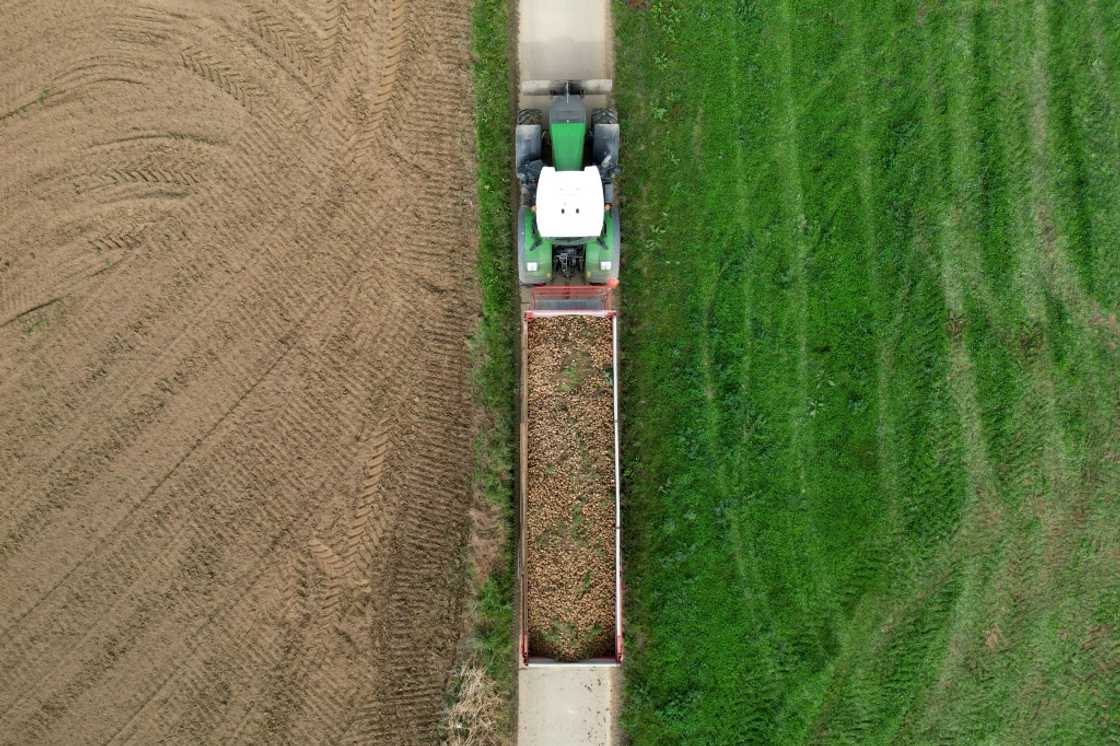 Belgium is set for a record potato harvest Belgium is set for a record potato harvest