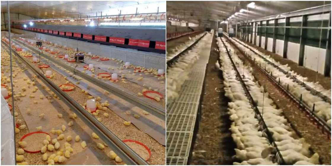 Nigerian Man who is into Poultry Farming Showcases His Hustle, Wows Social Media with His Success Nigerian Man who is into Poultry Farming Showcases His Hustle, Wows Social Media with His Success