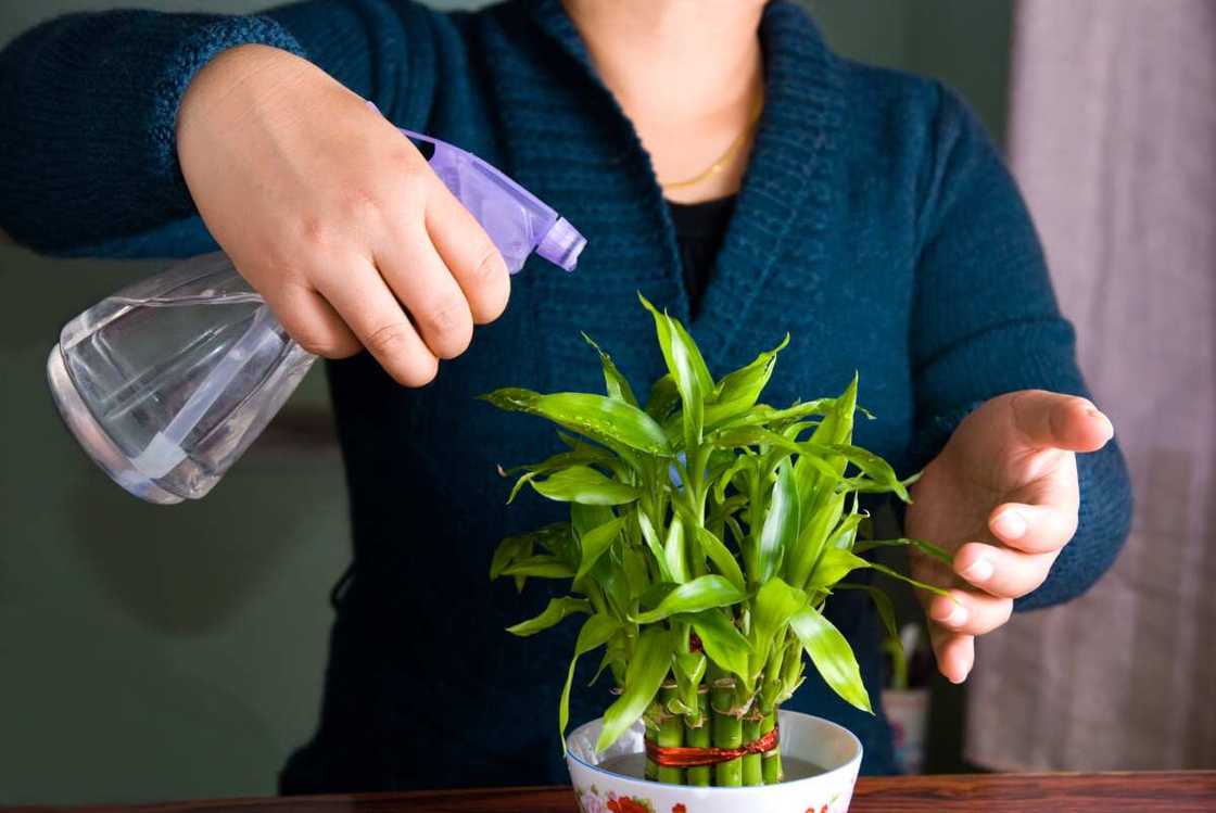 houseplants that don't need sunlight