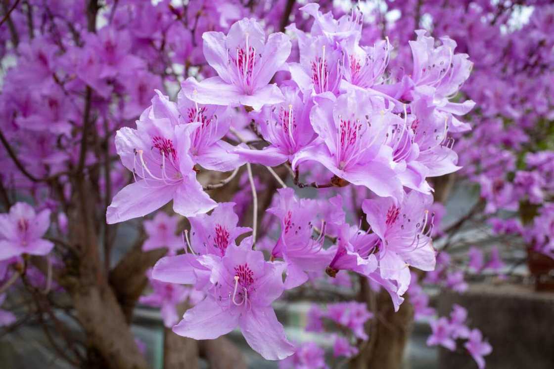 Purple azalea in bloom