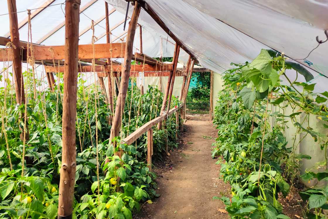 Interior of a greenhouse with rows of leafy plants growing vertically along a dirt path.