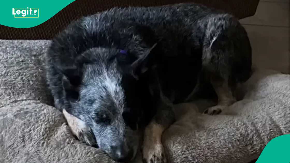 Lucky dog makes it out of Texas flooding. Lucky dog makes it out of Texas flooding.