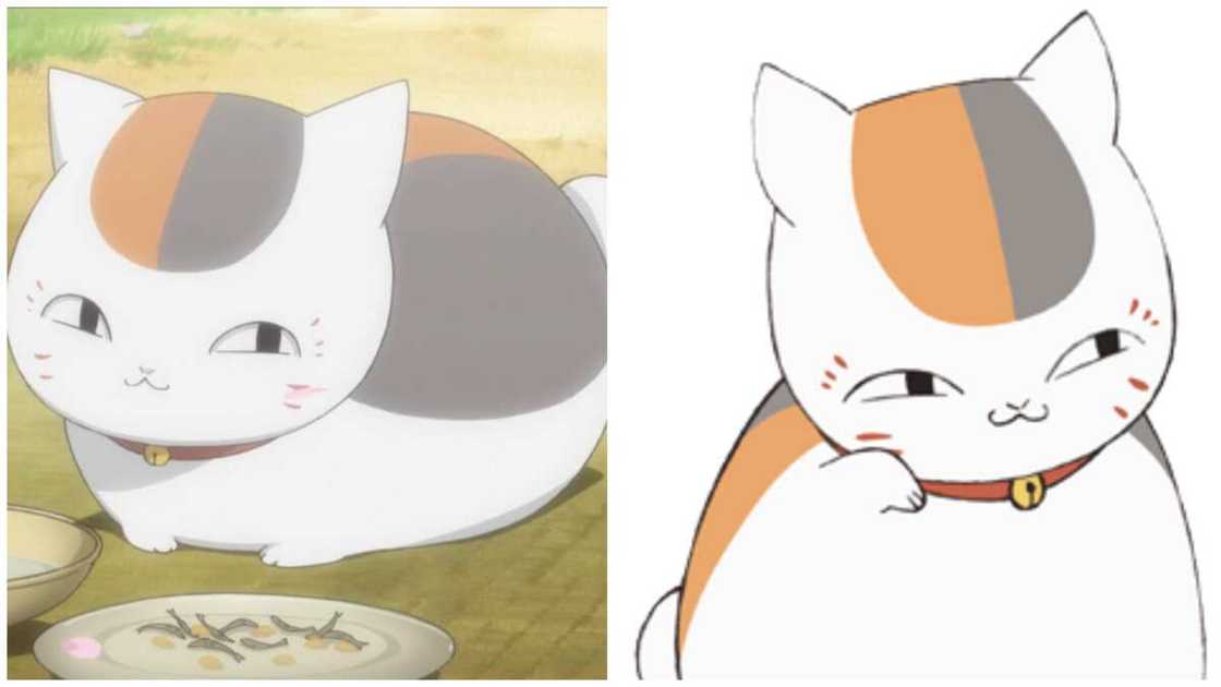 anime cats anime cats