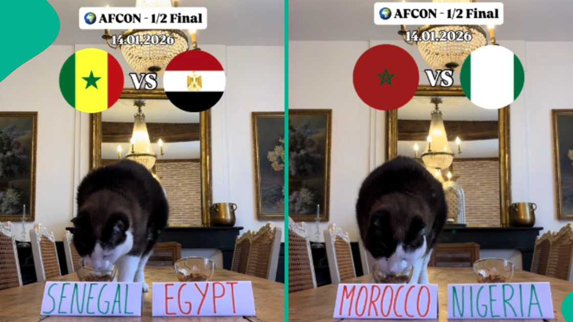 Reactions as viral cat predicts outcome of Nigeria versus Morocco AFCON 2025 semifinal