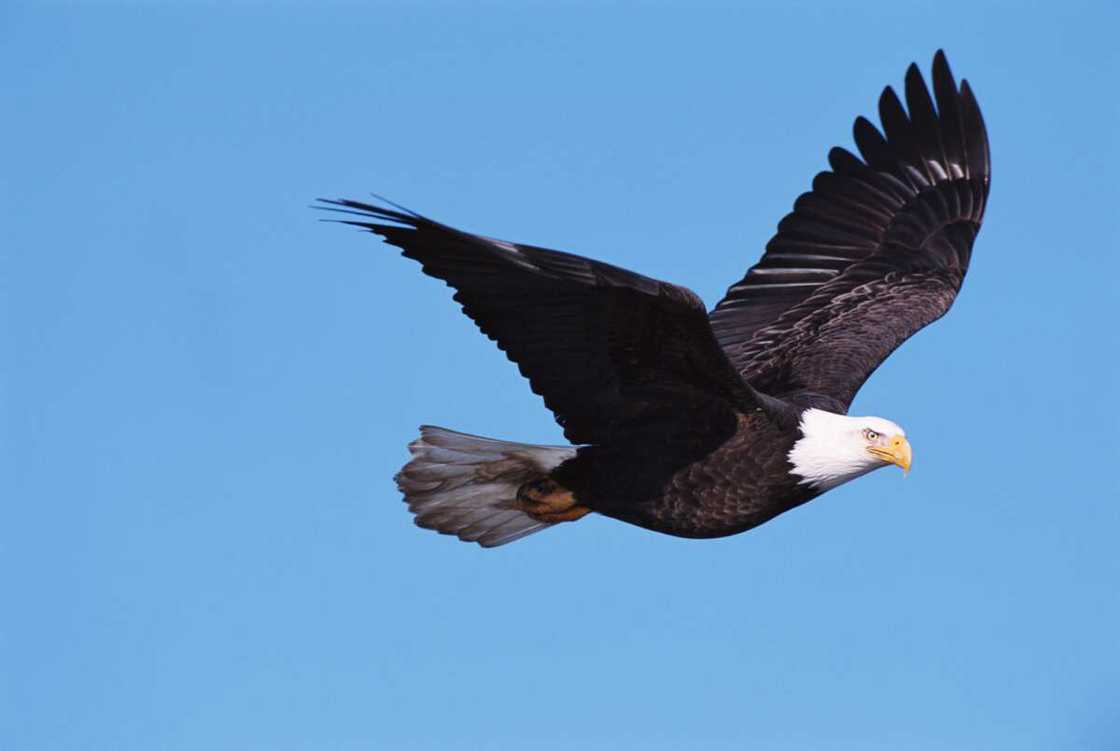 The Bald eagle in flight