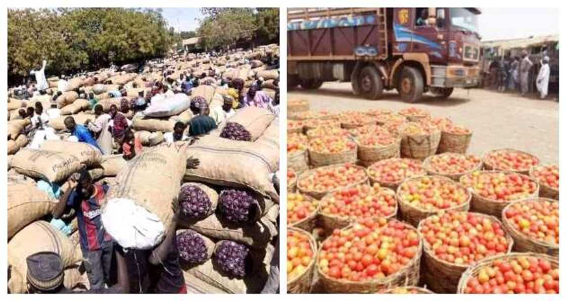 By this time in 2021, south won't need north for survival, Ohanaeze rolls out strategy for massive food supply By this time in 2021, south won't need north for survival, Ohanaeze rolls out strategy for massive food supply