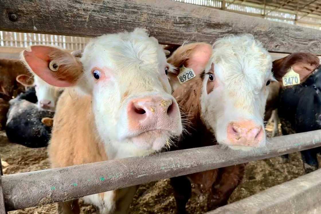 Beef cattle are pictured on a beef farm in Saint-Anicet, Quebec, Canada on March 22, 2024 Beef cattle are pictured on a beef farm in Saint-Anicet, Quebec, Canada on March 22, 2024