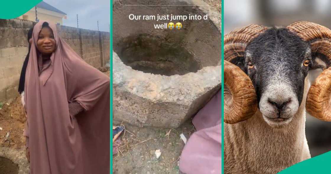 Ram prices in Nigeria/Sallah celebration in Nigeria. Ram prices in Nigeria/Sallah celebration in Nigeria.