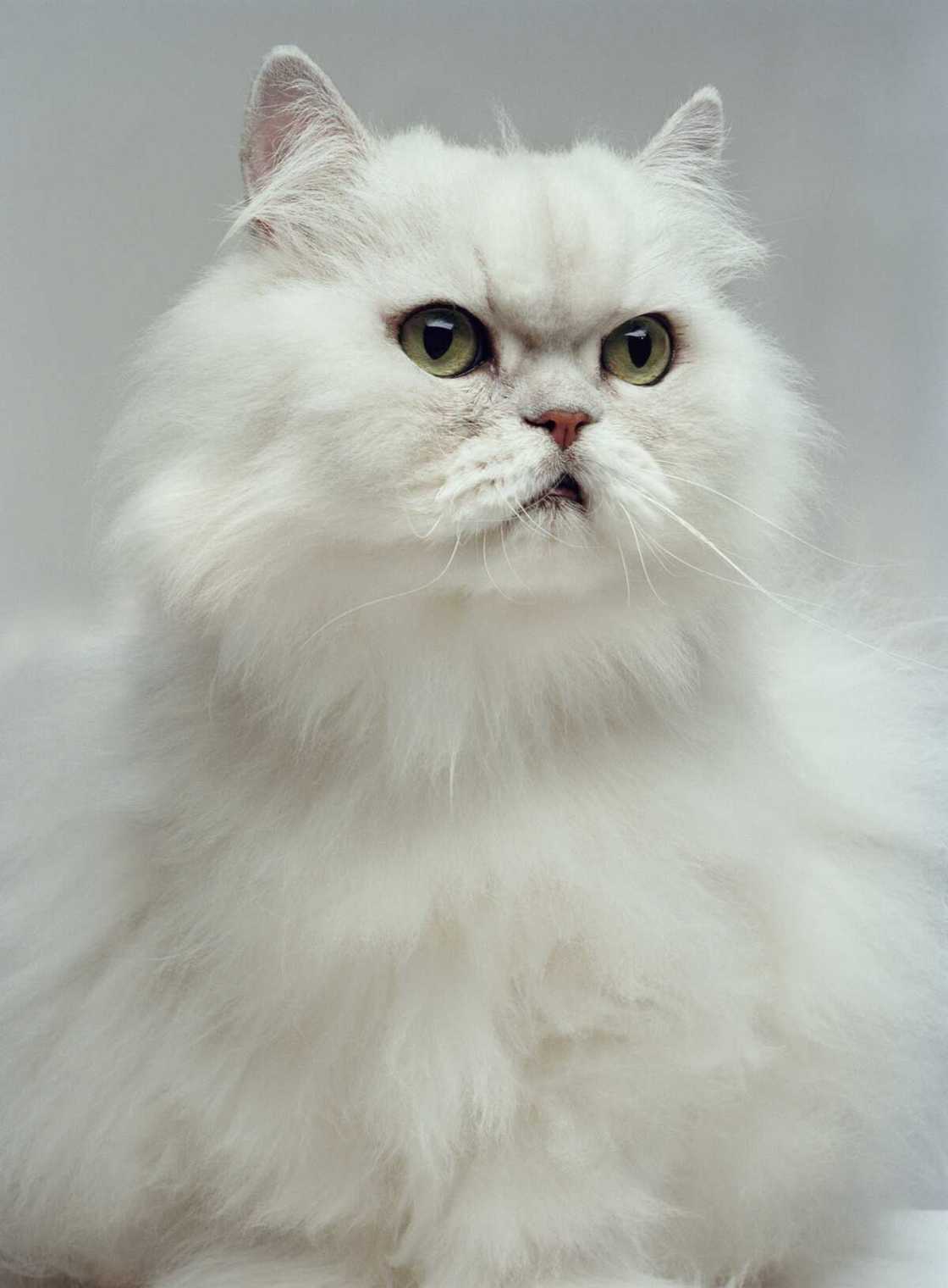 le chat le plus beau du monde : persan le chat le plus beau du monde : persan