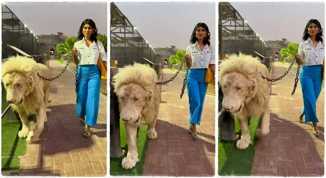 Photos of a lady walking a lion like a pet dog. Photos of a lady walking a lion like a pet dog.