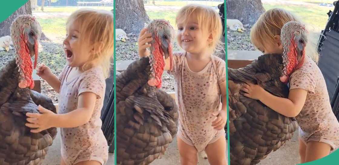 Baby playing with turkey. Baby playing with turkey.