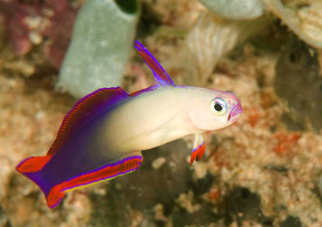 A Purple firefish swimming A Purple firefish swimming