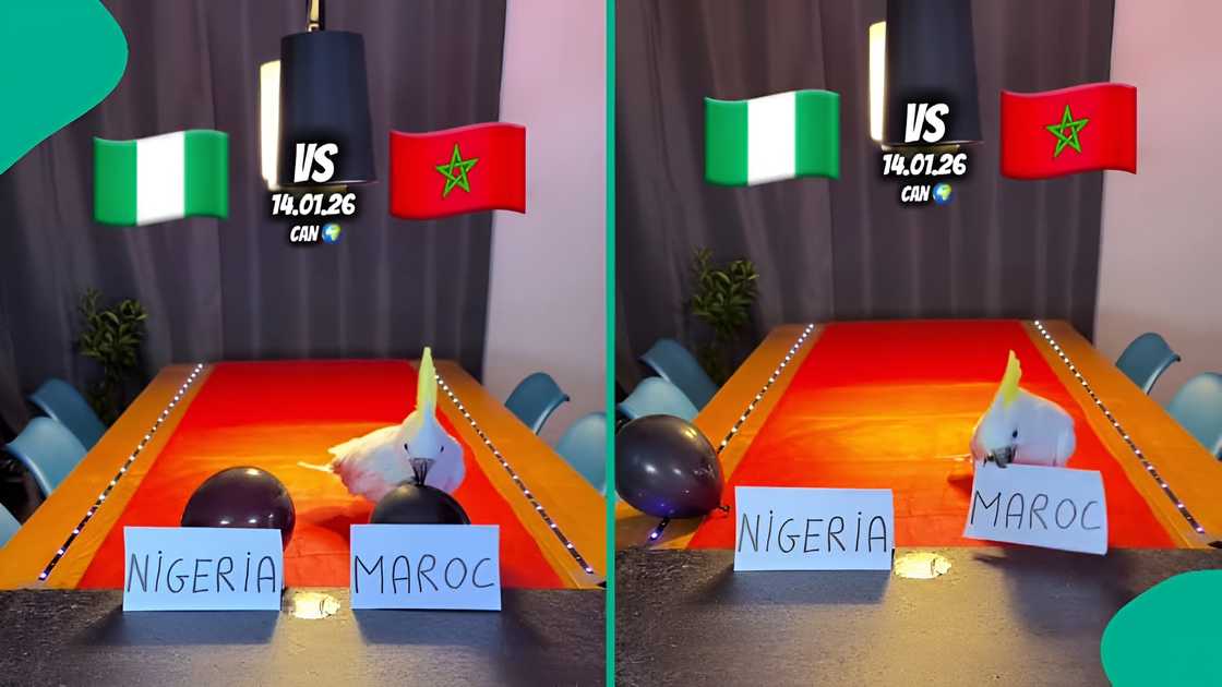 Social media reacts as parrot predicts Nigeria vs Morocco semi-final winner