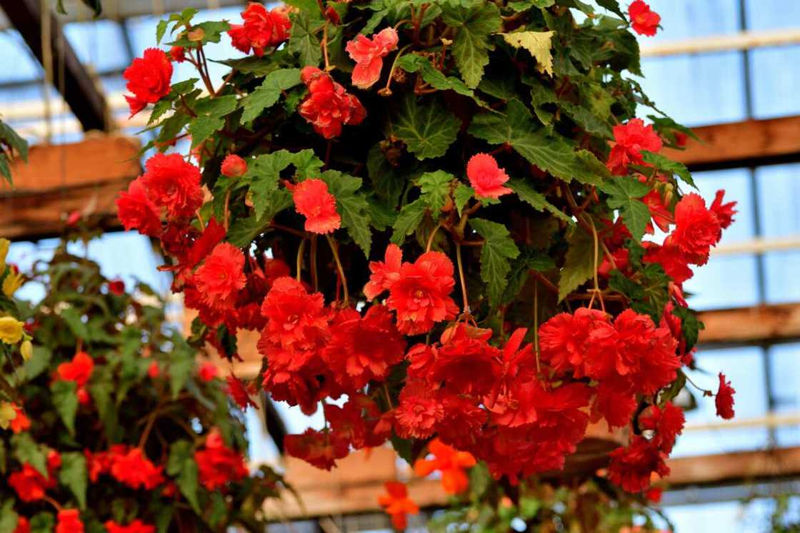 Red begonia