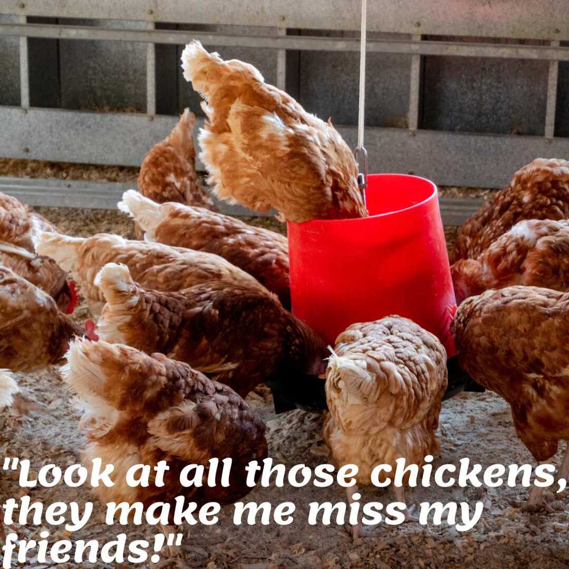 Funny vine quotes Funny vine quotes