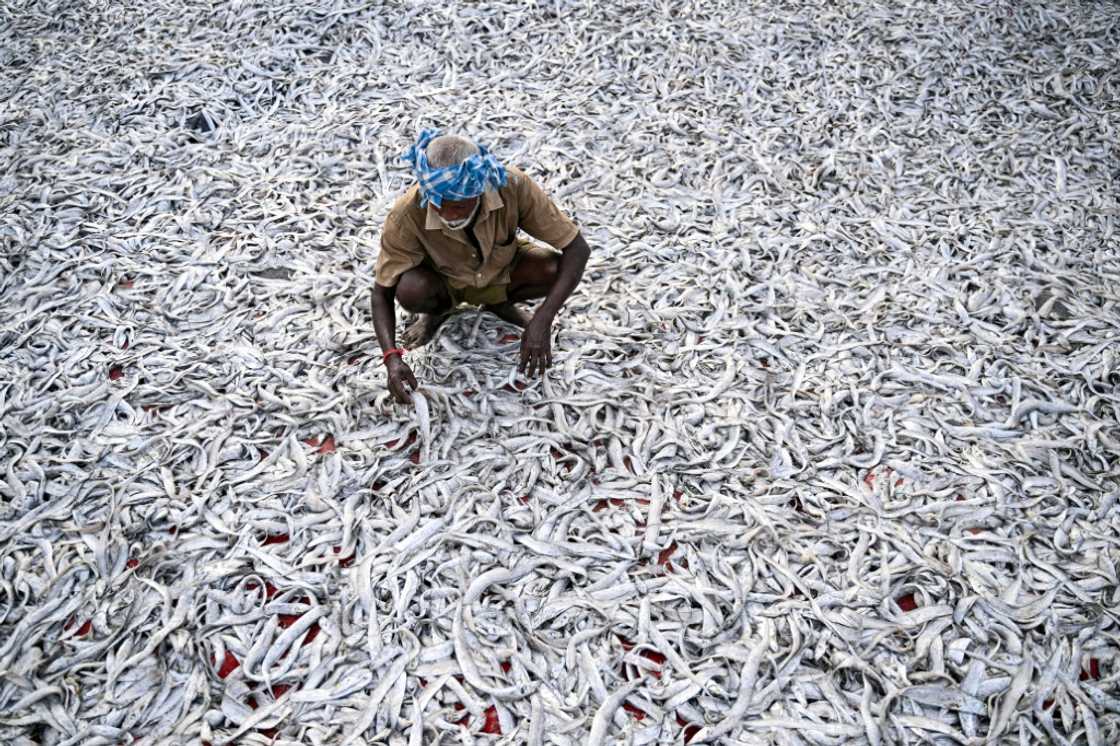 India's fishing industry is one of the low-margin, labour-intensive sectors that US tariffs threaten to upend