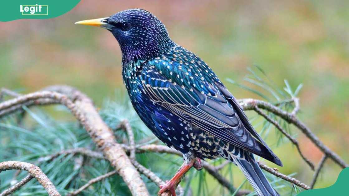 A Common starling perching on a tree branch A Common starling perching on a tree branch