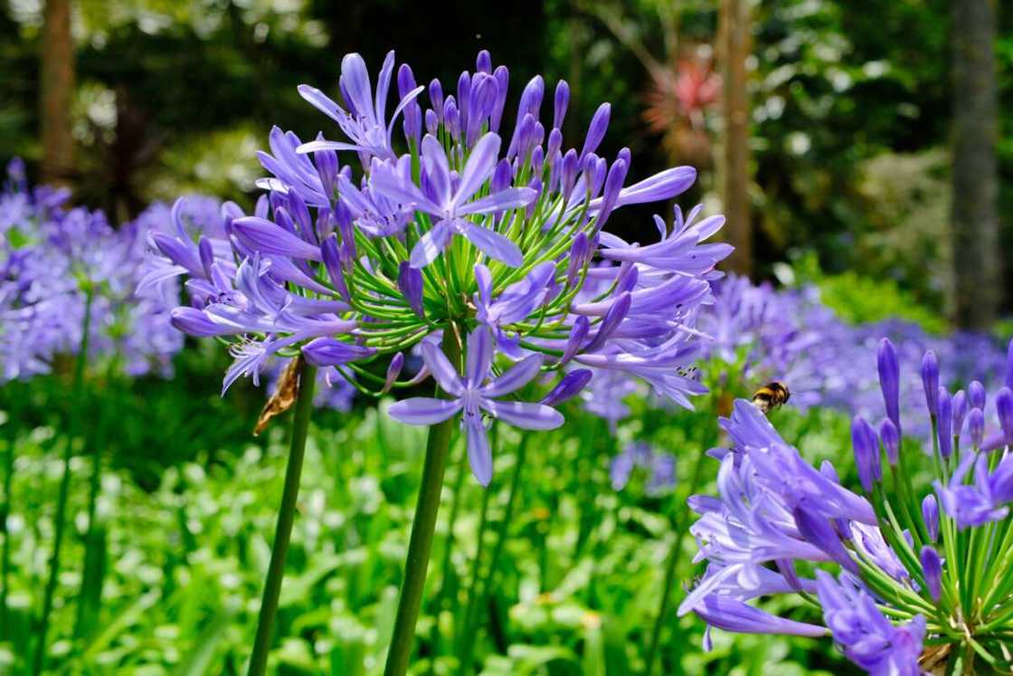 Agapanthus flower outdoors close up view.