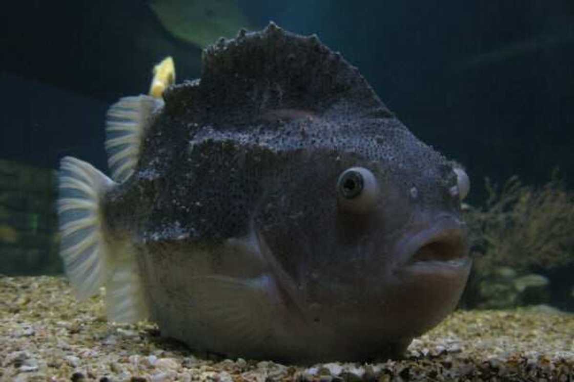 Ugliest fish in the world Ugliest fish in the world