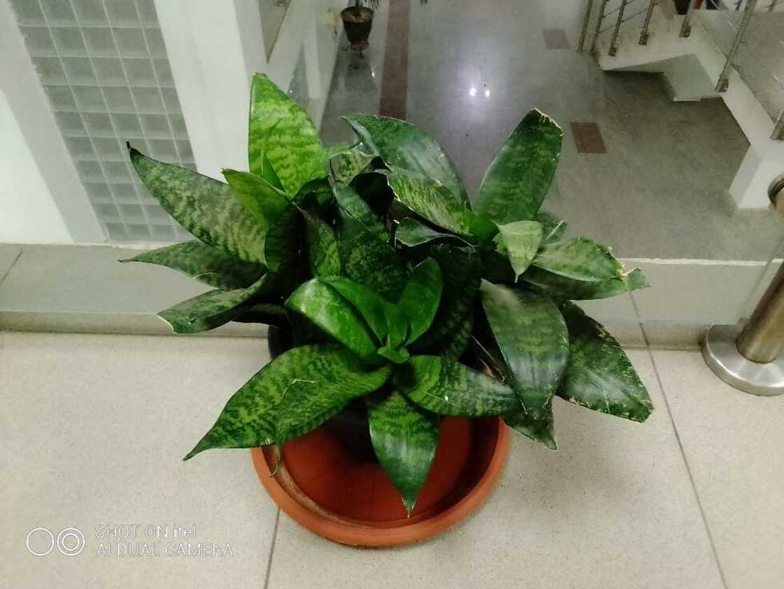 Itel P37: A Satisfied User Shares First-Hand Experience Itel P37: A Satisfied User Shares First-Hand Experience