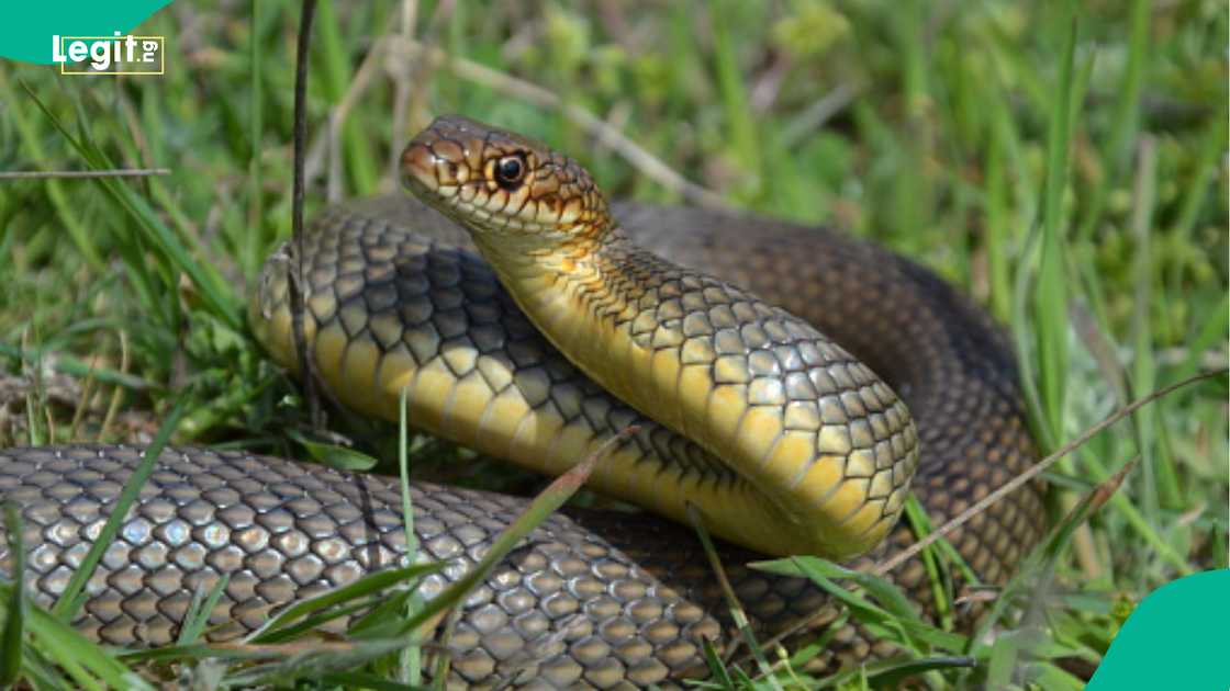 Medical laboratory scientist shares valve people could install in their toilets to prevent snakes from entering Medical laboratory scientist shares valve people could install in their toilets to prevent snakes from entering