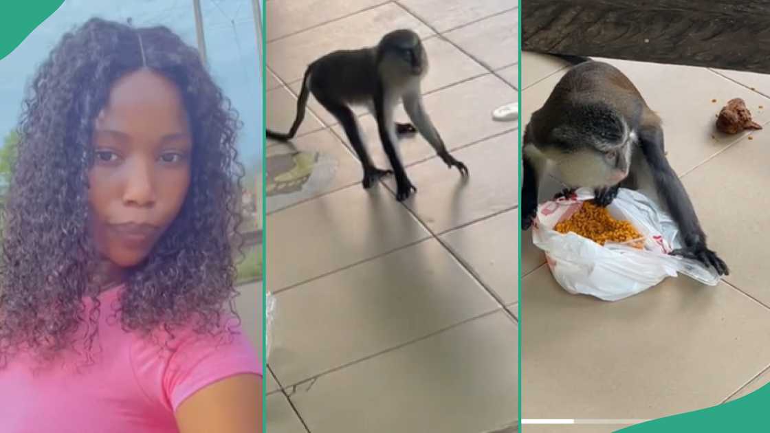 Monkeys steal food from Nigerian lady at Lekki Conservation Center.