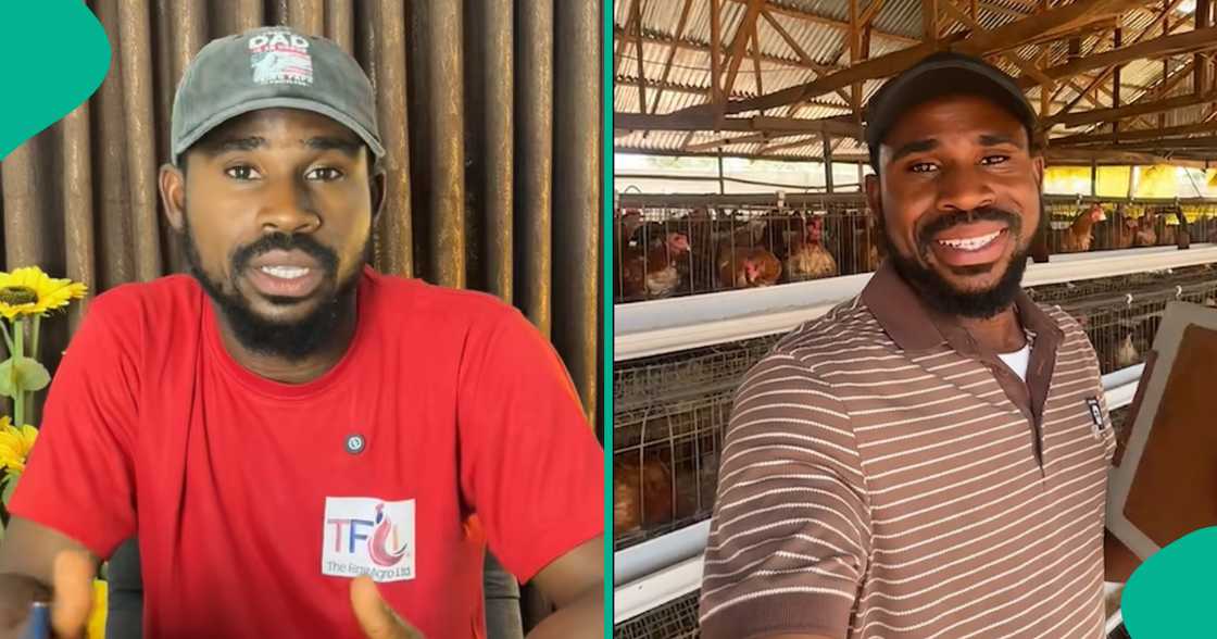 Farming in Nigeria/Poultry business in Nigeria