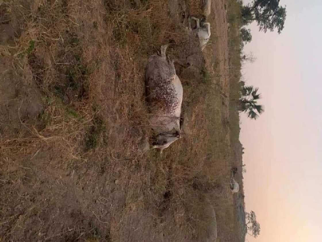 Hotunan ragargazar da dakarun soji suka yi wa 'yan bindiga a kan hanyar Kaduna Hotunan ragargazar da dakarun soji suka yi wa 'yan bindiga a kan hanyar Kaduna