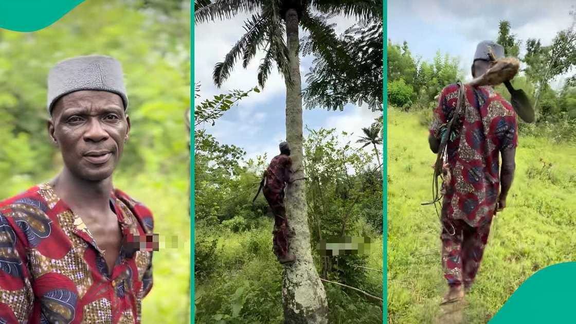 Palm tree climber in action, showing strength and experience gained from over three decades of work Palm tree climber in action, showing strength and experience gained from over three decades of work