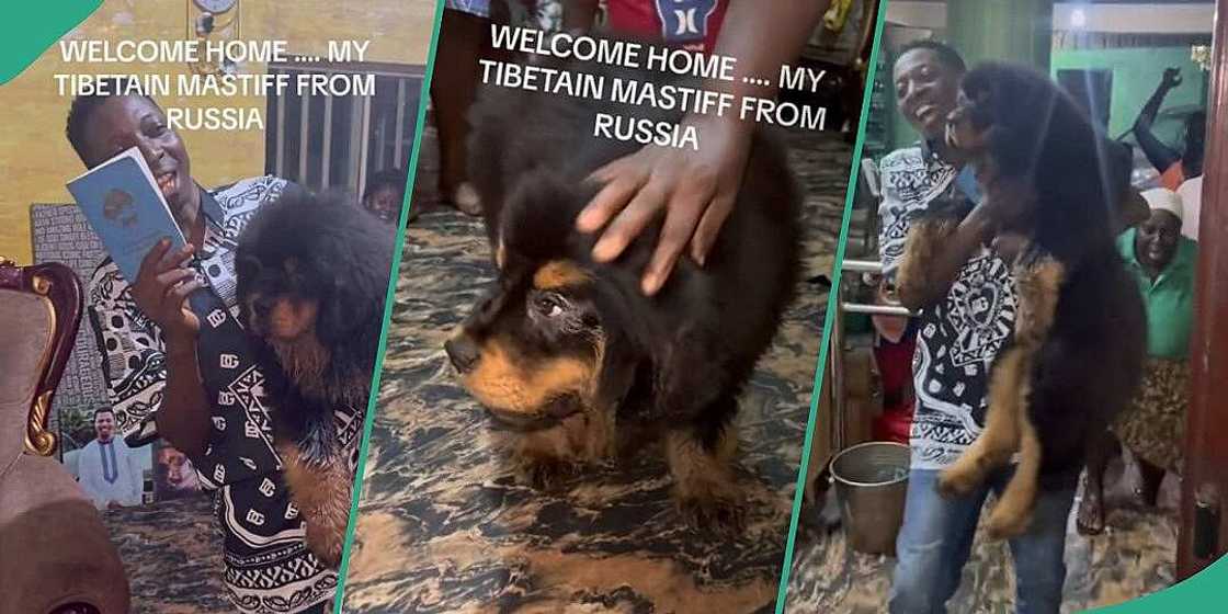 Man takes delivery of Tibetan Mastiff