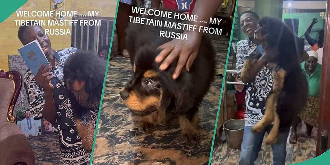 Man takes delivery of Tibetan Mastiff Man takes delivery of Tibetan Mastiff
