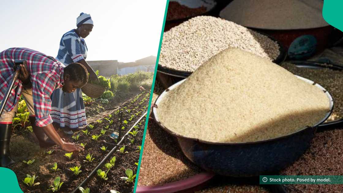 Rice farmers lament crash in prices nationwide