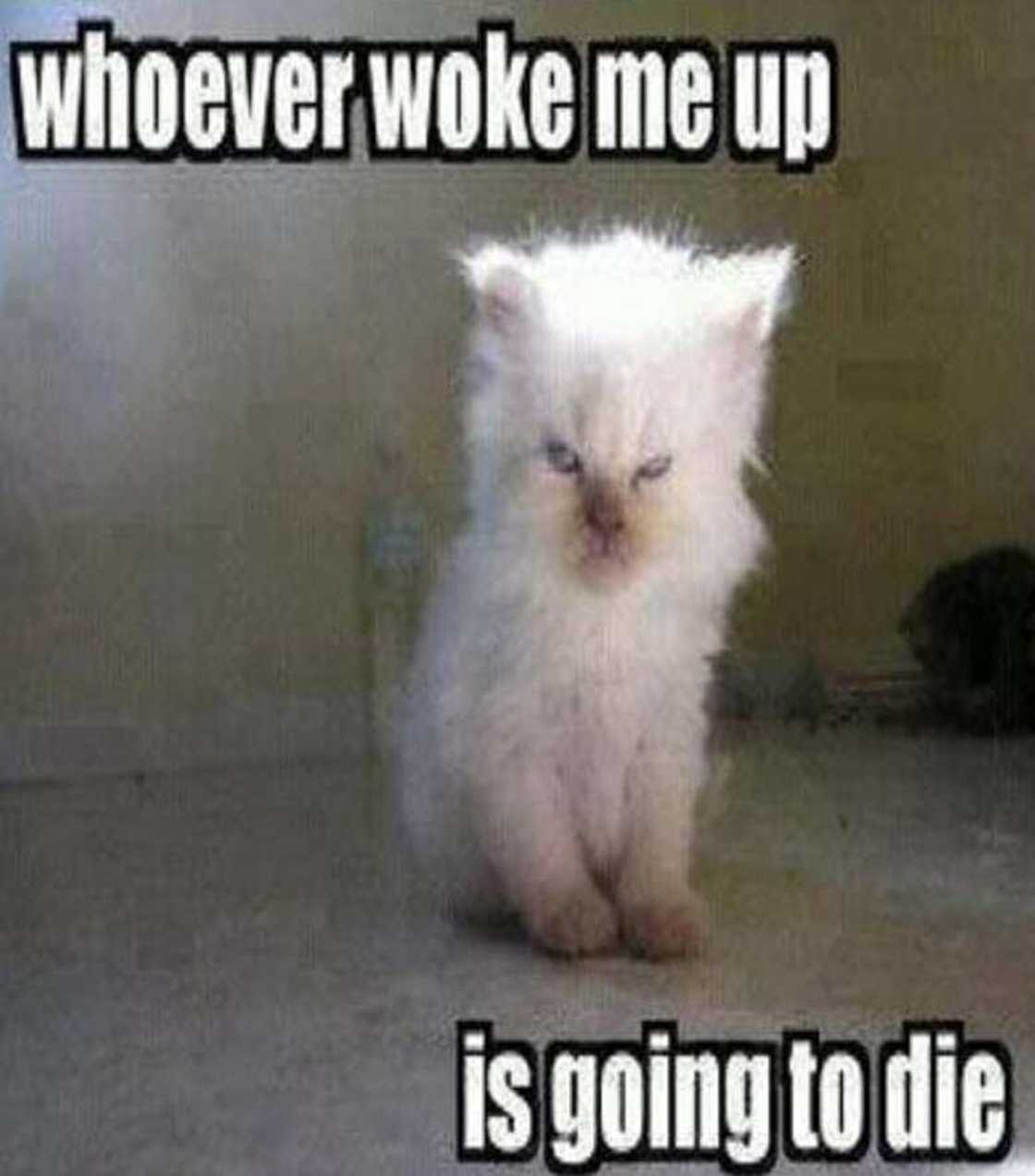 Good morning memes Good morning memes