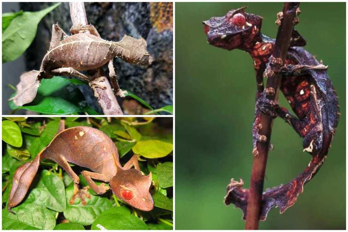 creepiest animals creepiest animals