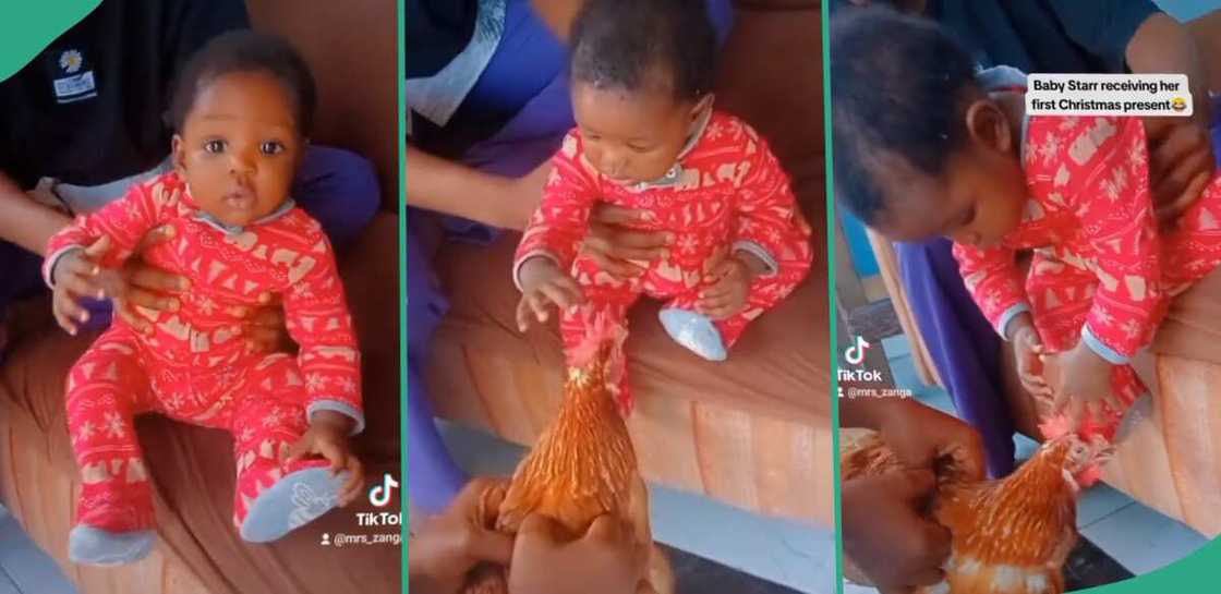 Baby gets chicken as Christmas gift. Baby gets chicken as Christmas gift.