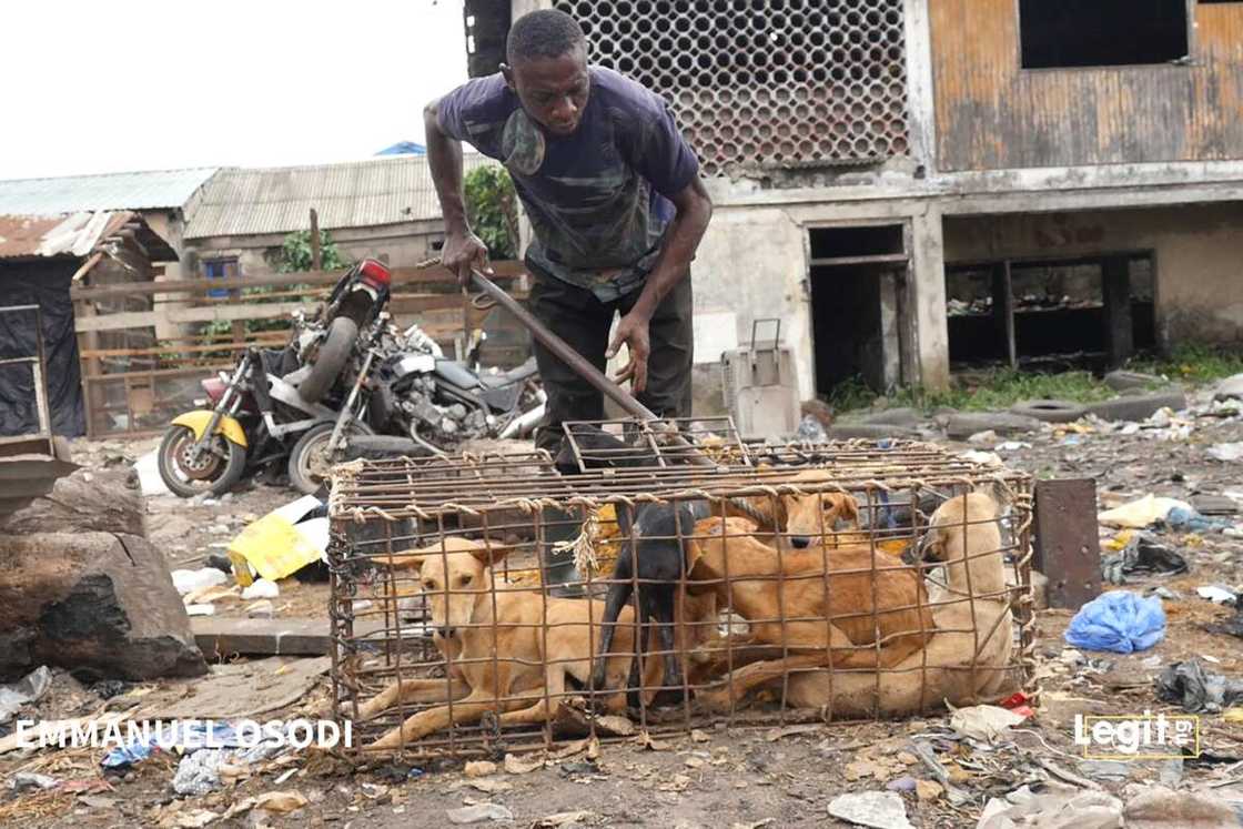 Meet Nigerian man who cures typhoid and malaria with dog meat water