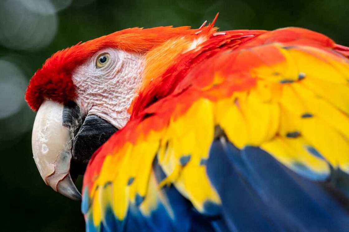 Scarlet macaw Scarlet macaw