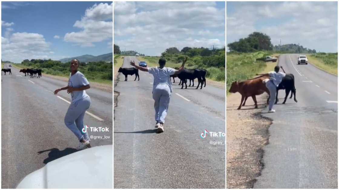 Lady chased cows/her lover laughed. Lady chased cows/her lover laughed.