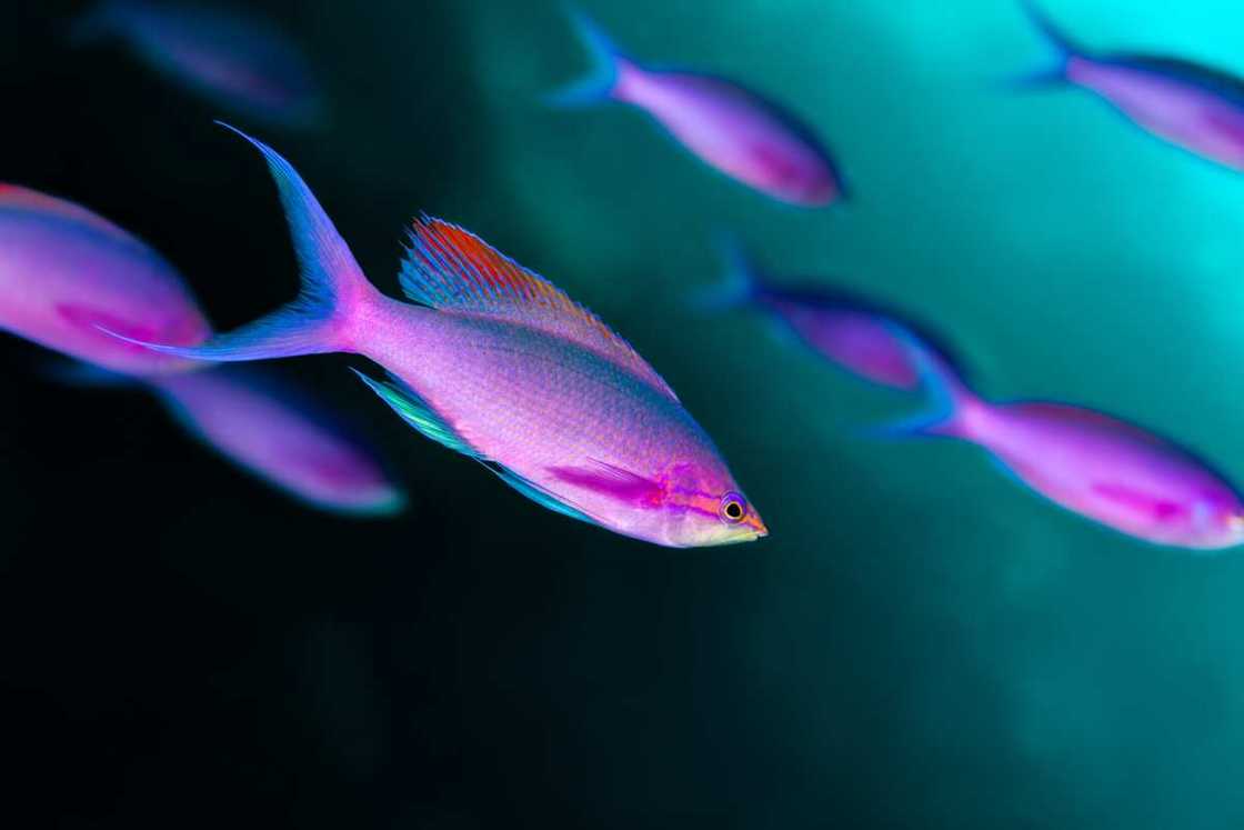 Anthiinaes in the deep waters Anthiinaes in the deep waters