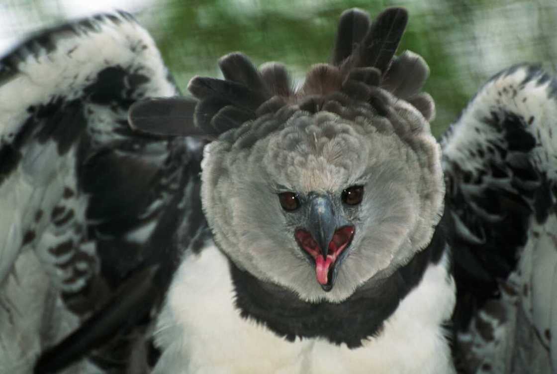 A Harpy eagle swinging its wings A Harpy eagle swinging its wings